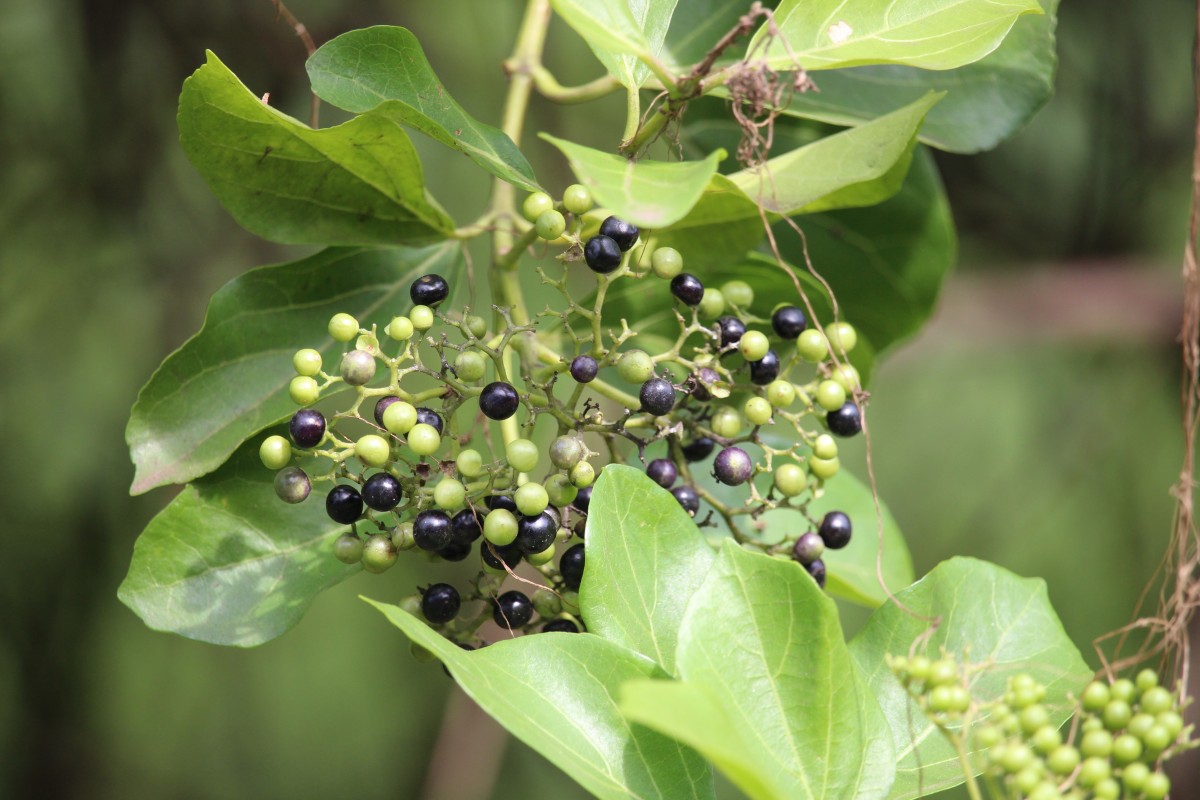 Premna serratifolia L.
